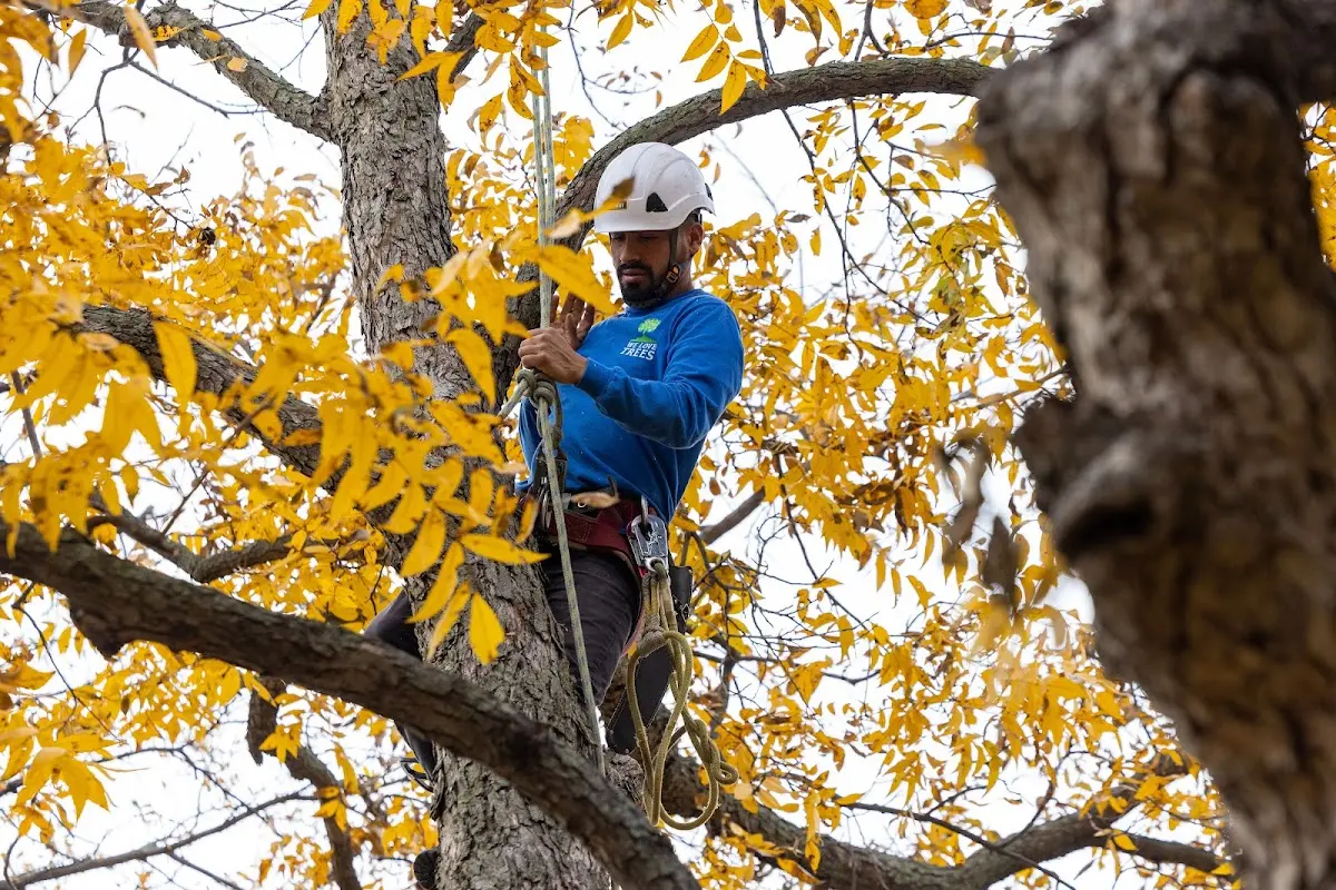 Skilled Tree Planing crew working in Neche